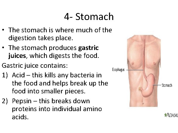 4 - Stomach • The stomach is where much of the digestion takes place. 4 - Stomach • The stomach is where much of the digestion takes place.