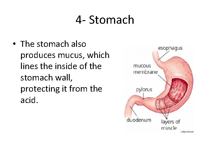 4 - Stomach • The stomach also produces mucus, which lines the inside of 4 - Stomach • The stomach also produces mucus, which lines the inside of