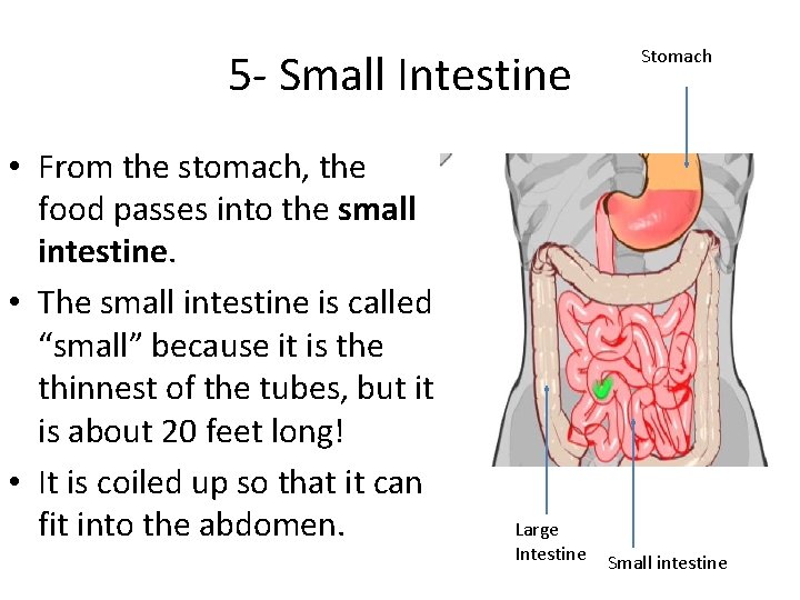 5 - Small Intestine • From the stomach, the food passes into the small 5 - Small Intestine • From the stomach, the food passes into the small