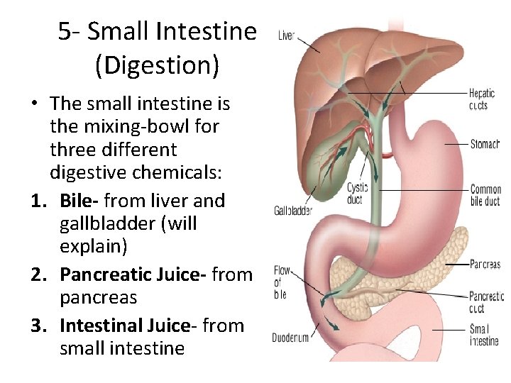 5 - Small Intestine (Digestion) • The small intestine is the mixing-bowl for three 5 - Small Intestine (Digestion) • The small intestine is the mixing-bowl for three