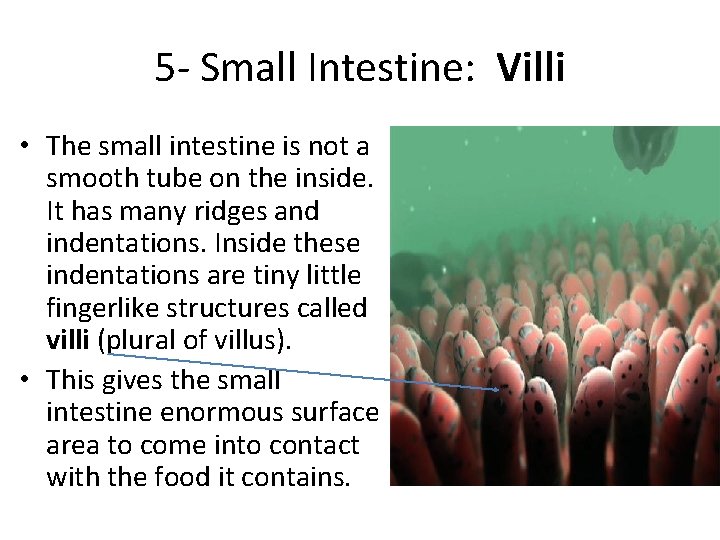 5 - Small Intestine: Villi • The small intestine is not a smooth tube 5 - Small Intestine: Villi • The small intestine is not a smooth tube