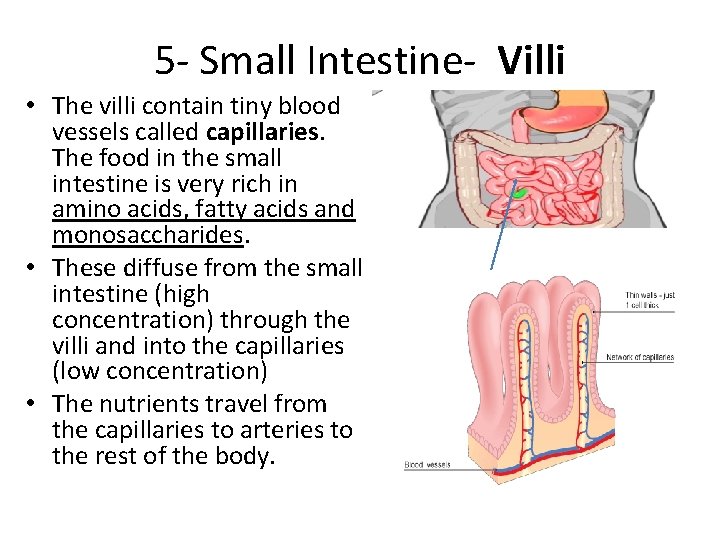 5 - Small Intestine- Villi • The villi contain tiny blood vessels called capillaries. 5 - Small Intestine- Villi • The villi contain tiny blood vessels called capillaries.