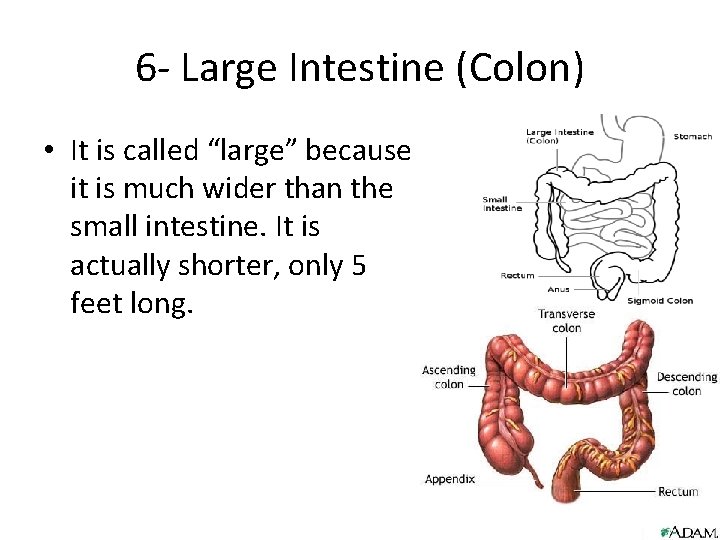 6 - Large Intestine (Colon) • It is called “large” because it is much 6 - Large Intestine (Colon) • It is called “large” because it is much