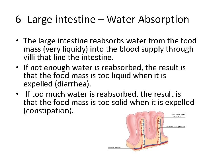 6 - Large intestine – Water Absorption • The large intestine reabsorbs water from 6 - Large intestine – Water Absorption • The large intestine reabsorbs water from