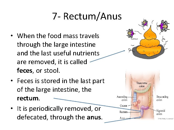 7 - Rectum/Anus • When the food mass travels through the large intestine and 7 - Rectum/Anus • When the food mass travels through the large intestine and