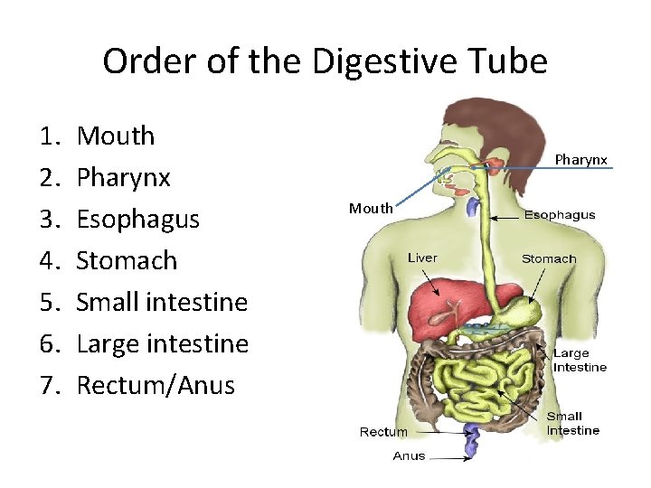 Order of the Digestive Tube 1. 2. 3. 4. 5. 6. 7. Mouth Pharynx Order of the Digestive Tube 1. 2. 3. 4. 5. 6. 7. Mouth Pharynx