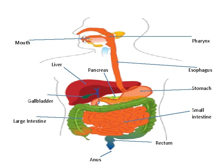 Pharynx Mouth Liver Pancreas Esophagus Stomach Gallbladder Small intestine Large Intestine Rectum Anus  Pharynx Mouth Liver Pancreas Esophagus Stomach Gallbladder Small intestine Large Intestine Rectum Anus
