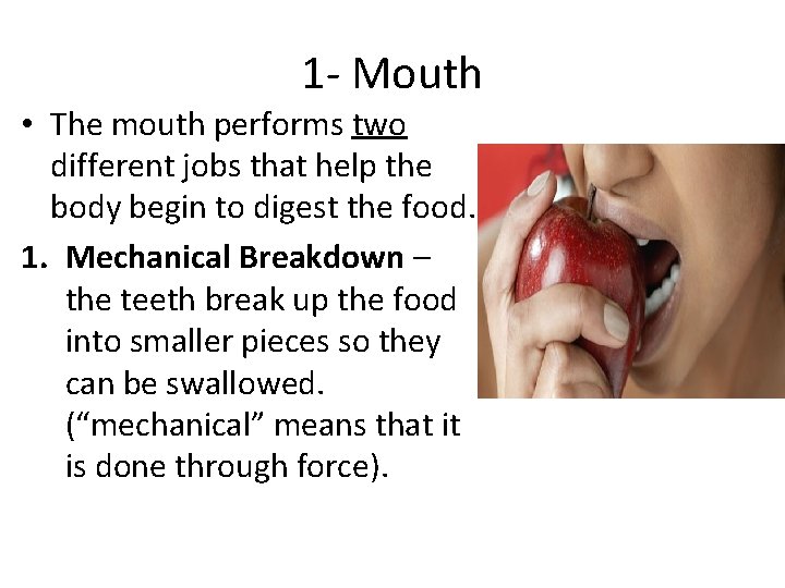 1 - Mouth • The mouth performs two different jobs that help the body 1 - Mouth • The mouth performs two different jobs that help the body