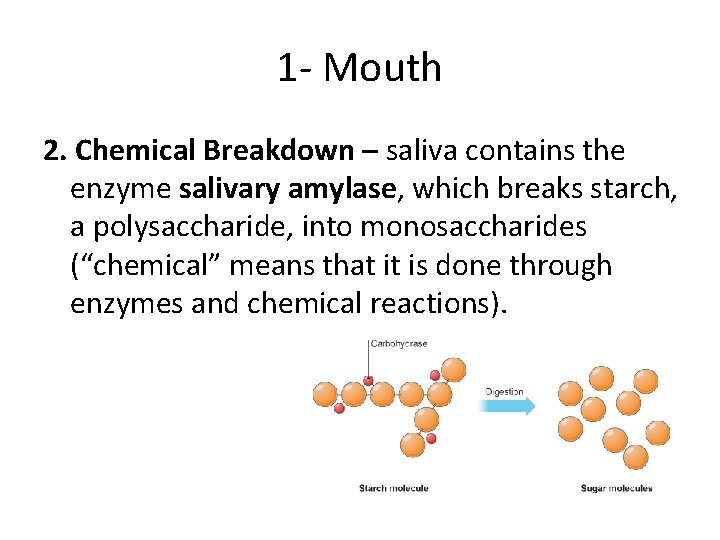 1 - Mouth 2. Chemical Breakdown – saliva contains the enzyme salivary amylase, which 1 - Mouth 2. Chemical Breakdown – saliva contains the enzyme salivary amylase, which