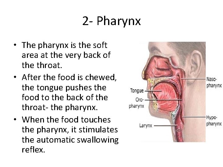 2 - Pharynx • The pharynx is the soft area at the very back 2 - Pharynx • The pharynx is the soft area at the very back