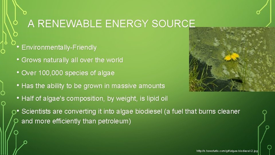 A RENEWABLE ENERGY SOURCE • Environmentally-Friendly • Grows naturally all over the world •