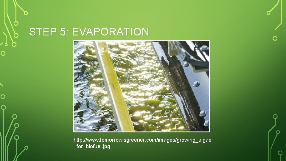 STEP 5: EVAPORATION http: //www. tomorrowisgreener. com/images/growing_algae _for_biofuel. jpg 