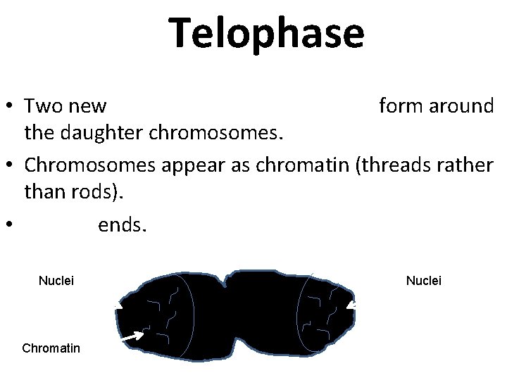 Telophase • Two new nuclei (nuclear membranes) form around the daughter chromosomes. • Chromosomes