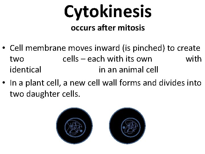 Cytokinesis occurs after mitosis • Cell membrane moves inward (is pinched) to create two