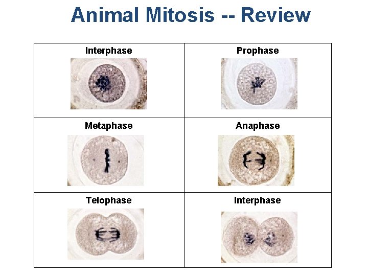 Animal Mitosis -- Review Interphase Prophase Metaphase Anaphase Telophase Interphase 
