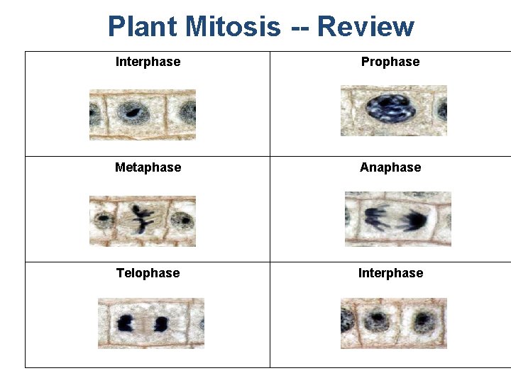 Plant Mitosis -- Review Interphase Prophase Metaphase Anaphase Telophase Interphase 