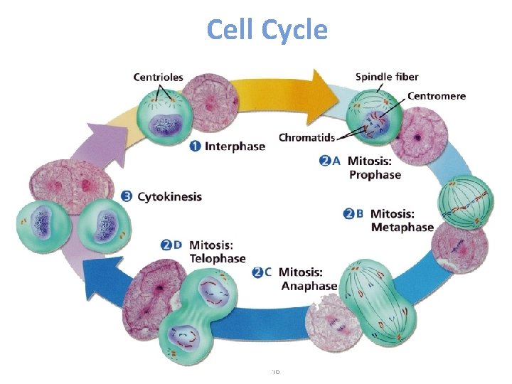 Cell Cycle 16 