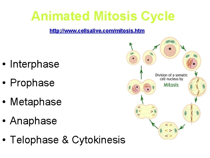 Animated Mitosis Cycle http: //www. cellsalive. com/mitosis. htm • Interphase • Prophase • Metaphase
