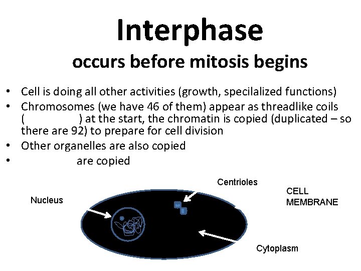 Interphase occurs before mitosis begins • Cell is doing all other activities (growth, specilalized