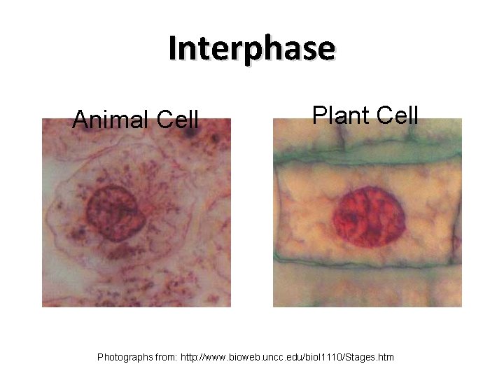 Interphase Animal Cell Plant Cell Photographs from: http: //www. bioweb. uncc. edu/biol 1110/Stages. htm