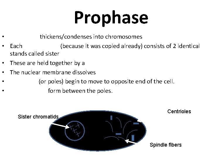 Prophase • Chromatin thickens/condenses into chromosomes • Each chromosome (because it was copied already)