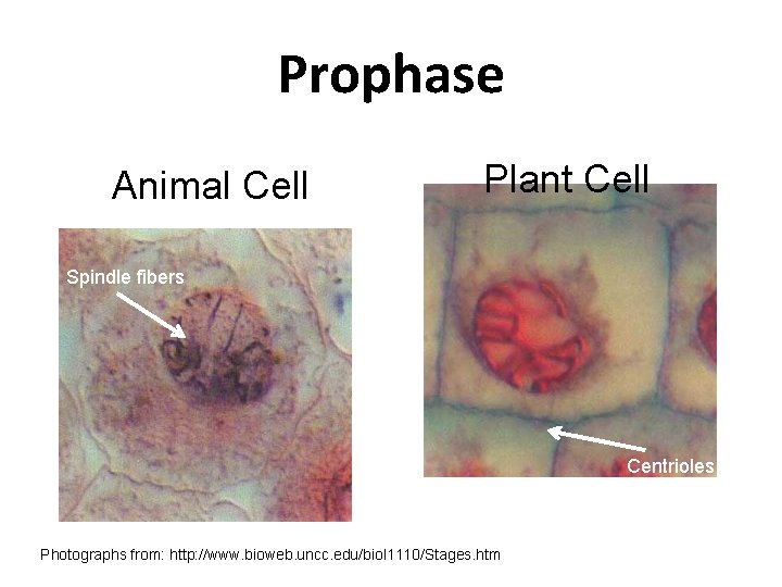 Prophase Animal Cell Plant Cell Spindle fibers Centrioles Photographs from: http: //www. bioweb. uncc.