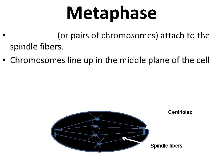 Metaphase • Chromatids (or pairs of chromosomes) attach to the spindle fibers. • Chromosomes