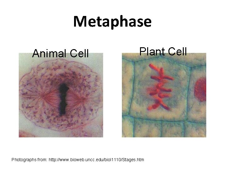 Metaphase Animal Cell Plant Cell Photographs from: http: //www. bioweb. uncc. edu/biol 1110/Stages. htm