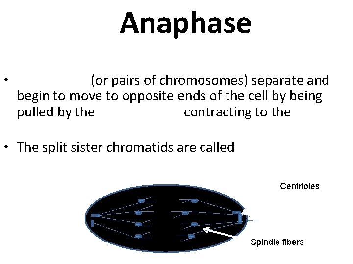 Anaphase • Chromatids (or pairs of chromosomes) separate and begin to move to opposite