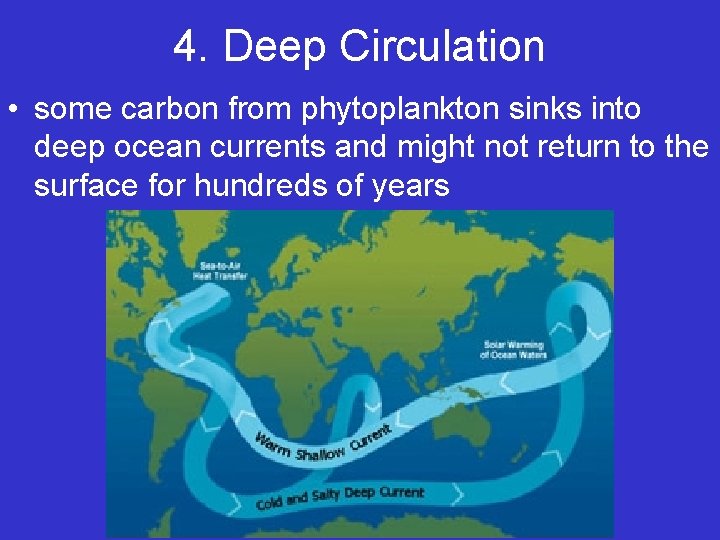 4. Deep Circulation • some carbon from phytoplankton sinks into deep ocean currents and 4. Deep Circulation • some carbon from phytoplankton sinks into deep ocean currents and