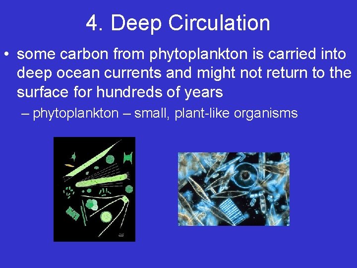 4. Deep Circulation • some carbon from phytoplankton is carried into deep ocean currents 4. Deep Circulation • some carbon from phytoplankton is carried into deep ocean currents