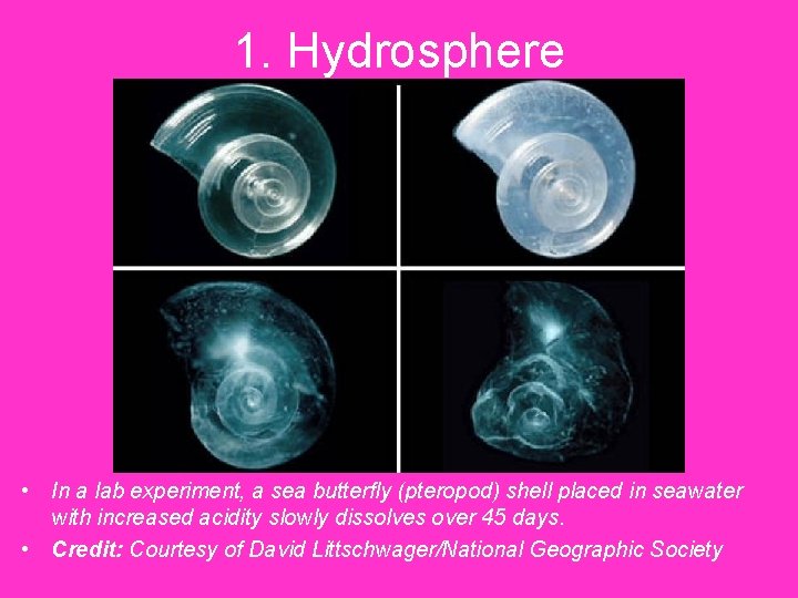 1. Hydrosphere • In a lab experiment, a sea butterfly (pteropod) shell placed in 1. Hydrosphere • In a lab experiment, a sea butterfly (pteropod) shell placed in