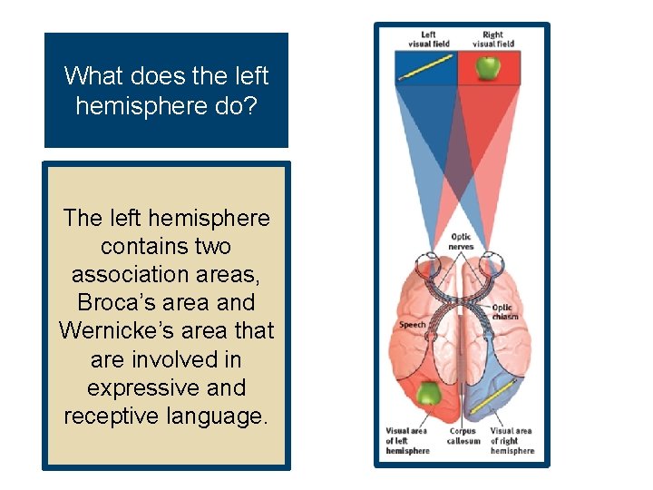 What does the left hemisphere do? The left hemisphere contains two association areas, Broca’s