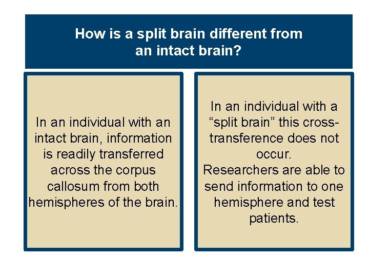 How is a split brain different from an intact brain? In an individual with