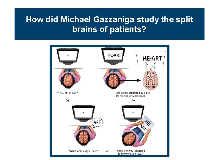 How did Michael Gazzaniga study the split brains of patients? 