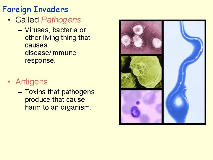 Foreign Invaders • Called Pathogens – Viruses, bacteria or other living that causes disease/immune