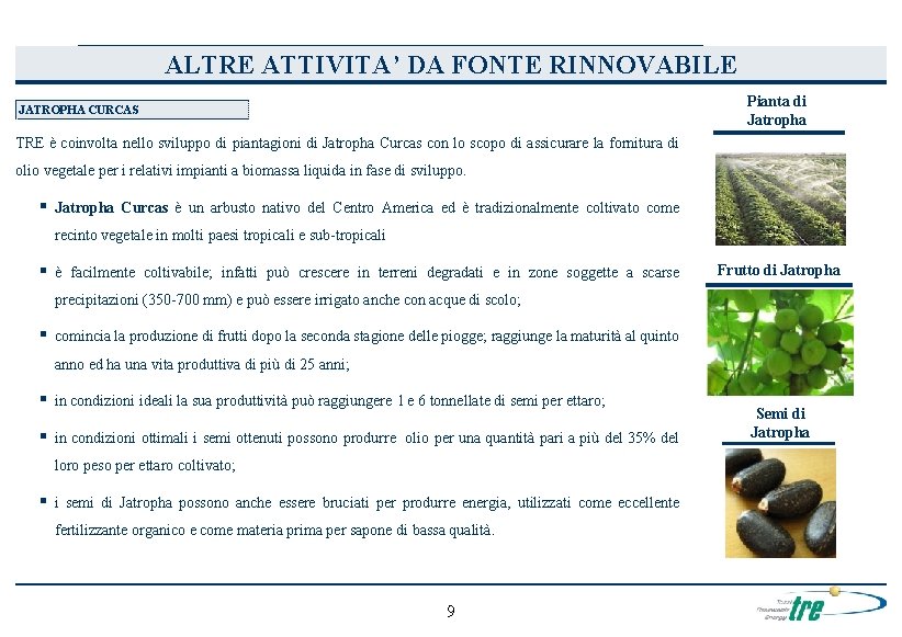 ALTRE ATTIVITA’ DA FONTE RINNOVABILE Pianta di Jatropha JATROPHA CURCAS TRE è coinvolta nello