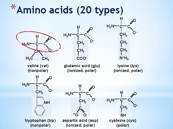 *Amino acids (20 types) H H 3 N+ O O– CH H 3 C