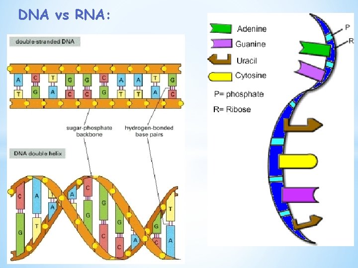 DNA vs RNA: 