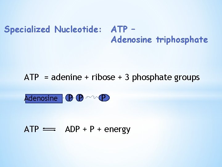 Specialized Nucleotide: ATP – Adenosine triphosphate ATP = adenine + ribose + 3 phosphate