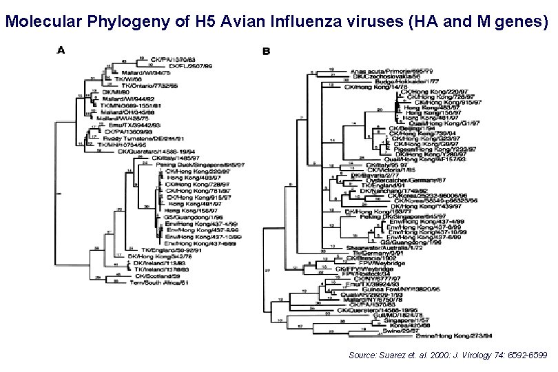 Molecular Phylogeny of H 5 Avian Influenza viruses (HA and M genes) Source: Suarez Molecular Phylogeny of H 5 Avian Influenza viruses (HA and M genes) Source: Suarez