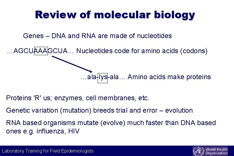Review of molecular biology Genes – DNA and RNA are made of nucleotides …AGCUAAAGCUA… Review of molecular biology Genes – DNA and RNA are made of nucleotides …AGCUAAAGCUA…