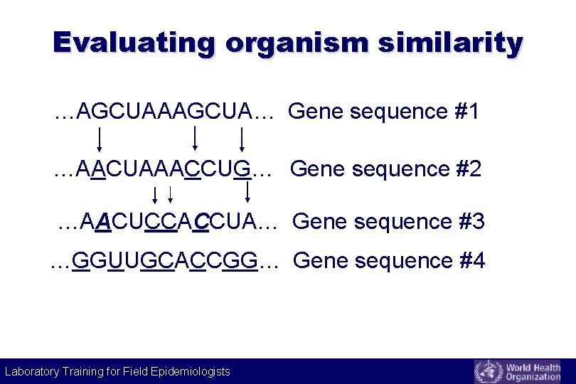 Evaluating organism similarity …AGCUAAAGCUA… Gene sequence #1 …AACUAAACCUG… Gene sequence #2 …AACUCCACCUA… Gene sequence Evaluating organism similarity …AGCUAAAGCUA… Gene sequence #1 …AACUAAACCUG… Gene sequence #2 …AACUCCACCUA… Gene sequence