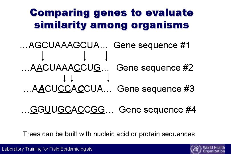 Comparing genes to evaluate similarity among organisms …AGCUAAAGCUA… Gene sequence #1 …AACUAAACCUG… Gene sequence Comparing genes to evaluate similarity among organisms …AGCUAAAGCUA… Gene sequence #1 …AACUAAACCUG… Gene sequence