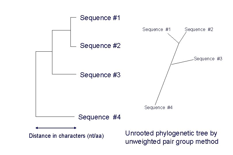 Sequence #1 Sequence #2 Sequence #3 Sequence #4 Distance in characters (nt/aa) Unrooted phylogenetic Sequence #1 Sequence #2 Sequence #3 Sequence #4 Distance in characters (nt/aa) Unrooted phylogenetic