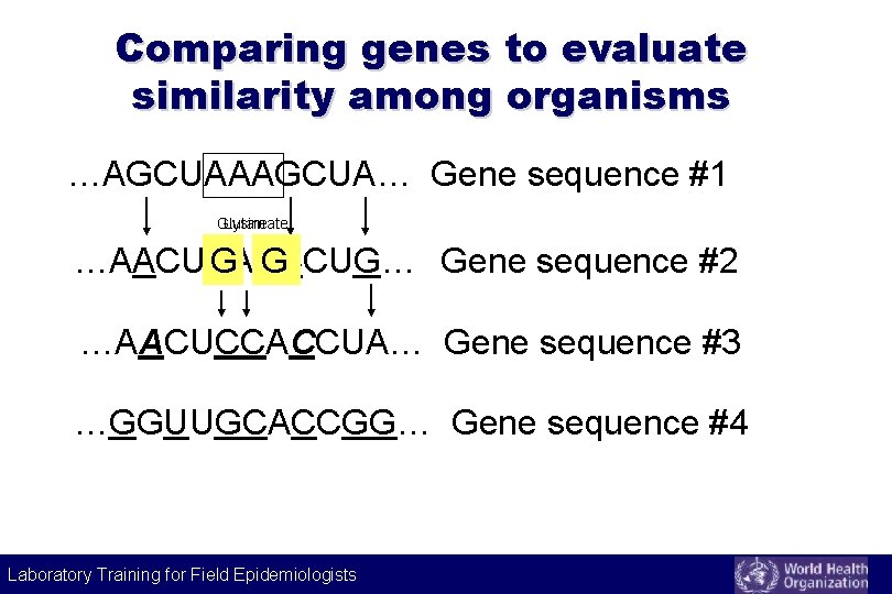 Comparing genes to evaluate similarity among organisms …AGCUAAAGCUA… Gene sequence #1 Glutamate Lysine …AACUAAACCUG… Comparing genes to evaluate similarity among organisms …AGCUAAAGCUA… Gene sequence #1 Glutamate Lysine …AACUAAACCUG…