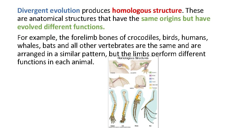 Divergent evolution produces homologous structure. These are anatomical structures that have the same origins