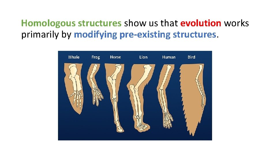 Homologous structures show us that evolution works primarily by modifying pre-existing structures. 