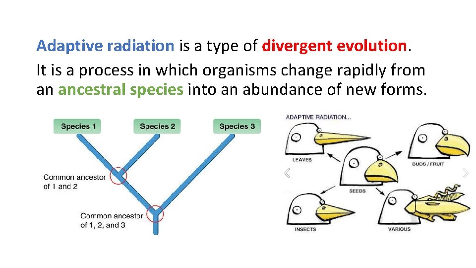 Adaptive radiation is a type of divergent evolution. It is a process in which