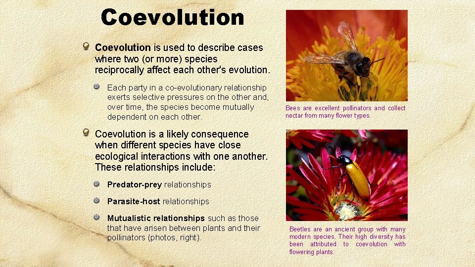 Coevolution is used to describe cases where two (or more) species reciprocally affect each